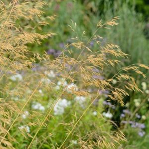 Stipa Gigantea, Golden Oats, Giant Feather Grass, Giant Needle Grass