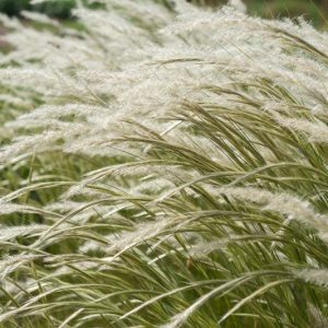Stipa ichu, Peruvian Feather Grass, Jarava ichu, Paja brava, Paja ichu, Ichu, Ichhu, Stipa eriostachya, Stipa gynerioides, Stipa liebmannii, Jarava usitata, Peruvian Needlegrass
