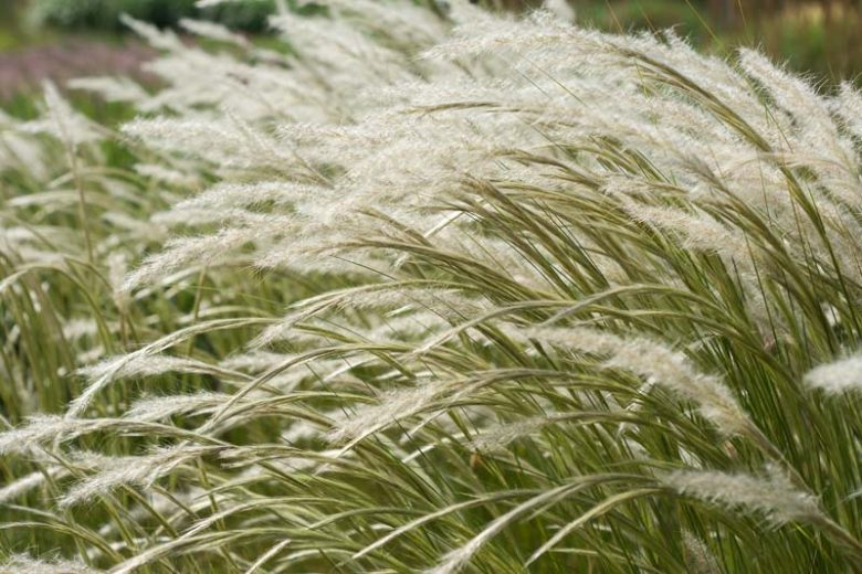 Stipa ichu, Peruvian Feather Grass, Jarava ichu, Paja brava, Paja ichu, Ichu, Ichhu, Stipa eriostachya, Stipa gynerioides, Stipa liebmannii, Jarava usitata, Peruvian Needlegrass
