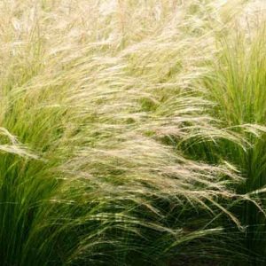 Stipa Tenuissima, Mexican Feather Grass, Nassella Tenuissima, Texas Needle Grass, Nassella Tenuissima, Nassella Tenuissima 'Pony Tails', Stipa Tenuifolia , Stipa tenuissima 'Pony Tails'