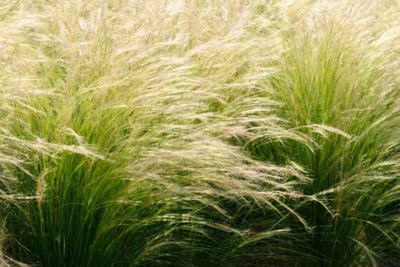 Stipa Tenuissima, Mexican Feather Grass, Nassella Tenuissima, Texas Needle Grass, Nassella Tenuissima, Nassella Tenuissima 'Pony Tails', Stipa Tenuifolia , Stipa tenuissima 'Pony Tails'