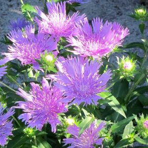 Stokesia laevis, Stokes Aster, Purple perennial, Native Perennial, Drought Tolerant Perennial