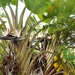 Strelitzia alba, White Bird of Paradise, White-Flowered Wild Banana, White Strelitzia, Strelitzia augusta, Bird of Paradise Plant