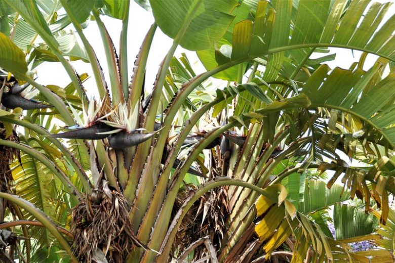 Strelitzia alba, White Bird of Paradise, White-Flowered Wild Banana, White Strelitzia, Strelitzia augusta, Bird of Paradise Plant