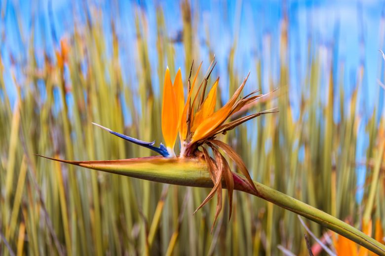 Strelitzia juncea, Bird of Paradise, Strelitzia, Crane Flower, Bird of Paradise Flower, Narrow-leaved Bird of Paradise, Rush-leaved Strelitzia