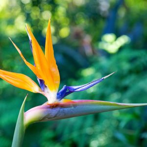 Strelitzia reginae Mandela's Gold, Bird of Paradise, Yellow Bird of Paradise, Bird of Paradise 'Mandela's Gold', Strelitzia 'Mandela's Gold', Crane Flower 'Mandela's Gold', Strelitzia reginae 'Kirstenbosch Gold'