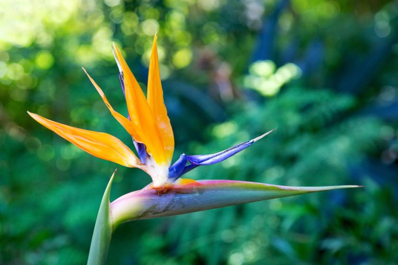 Strelitzia reginae Mandela's Gold, Bird of Paradise, Yellow Bird of Paradise, Bird of Paradise 'Mandela's Gold', Strelitzia 'Mandela's Gold', Crane Flower 'Mandela's Gold', Strelitzia reginae 'Kirstenbosch Gold'