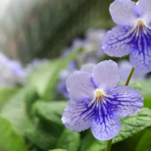 Streptocarpus 'Blue Ice', Cape Primrose 'Blue Ice', Blue flower, Blue Cape Primrose, Blue Streptocarpus