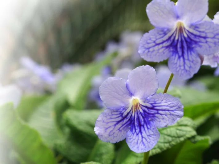 Streptocarpus 'Blue Ice', Cape Primrose 'Blue Ice', Blue flower, Blue Cape Primrose, Blue Streptocarpus
