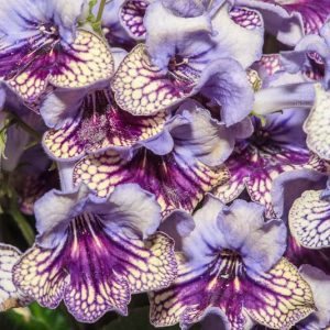 Streptocarpus 'Harlequin Lace', Cape Primrose 'Harlequin Lace', Blue flower, Blue Cape Primrose, Blue Streptocarpus