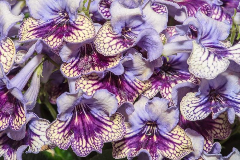 Streptocarpus 'Harlequin Lace', Cape Primrose 'Harlequin Lace', Blue flower, Blue Cape Primrose, Blue Streptocarpus