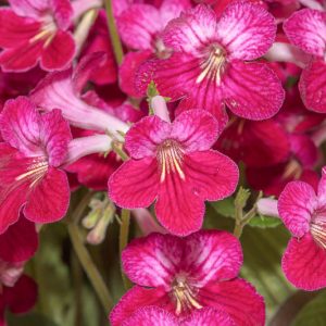 Streptocarpus 'Hope', Cape Primrose 'Hope', Red flower, Red Cape Primrose, Red Streptocarpus