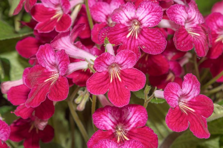 Streptocarpus 'Hope', Cape Primrose 'Hope', Red flower, Red Cape Primrose, Red Streptocarpus