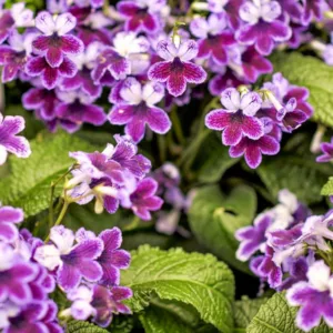 Streptocarpus 'Katie', Cape Primrose 'Katie', Purple flower, Purplee Cape Primrose, Purple Streptocarpus