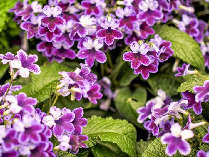 Streptocarpus 'Katie', Cape Primrose 'Katie', Purple flower, Purplee Cape Primrose, Purple Streptocarpus
