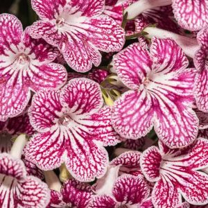 Streptocarpus 'Polka-dot Red', Cape Primrose 'Polka-dot Red', Red flower, Red Cape Primrose, Red Streptocarpus