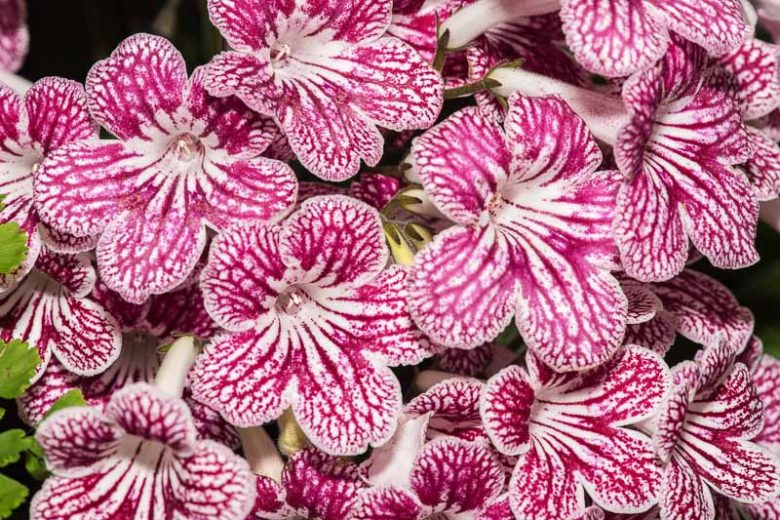 Streptocarpus 'Polka-dot Red', Cape Primrose 'Polka-dot Red', Red flower, Red Cape Primrose, Red Streptocarpus