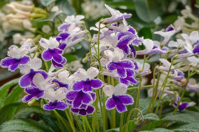 Streptocarpus 'Purple Panda, Cape Primrose 'Purple Panda', Purple flower, PurpleCape Primrose, Purple Streptocarpus