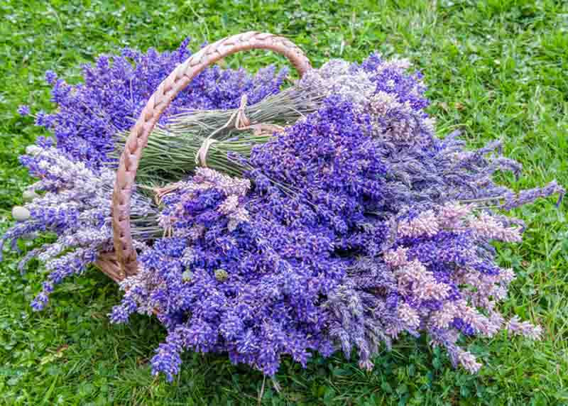 most fragrant lavenders, strongly scented lavenders, English Lavender, Lavandin, lavandula angustifolia, lavandula x intermedia, fragrant lavenders