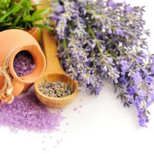 most fragrant lavenders, strongly scented lavenders, English Lavender, Lavandin, lavandula angustifolia, lavandula x intermedia, fragrant lavenders