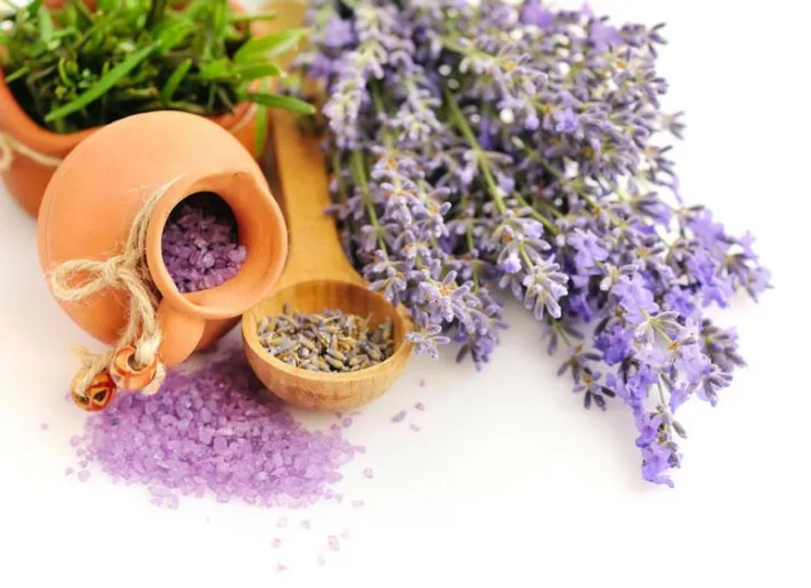 most fragrant lavenders, strongly scented lavenders, English Lavender, Lavandin, lavandula angustifolia, lavandula x intermedia, fragrant lavenders