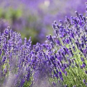 most fragrant lavenders, strongly scented lavenders, English Lavender, Lavandin, lavandula angustifolia, lavandula x intermedia, fragrant lavenders