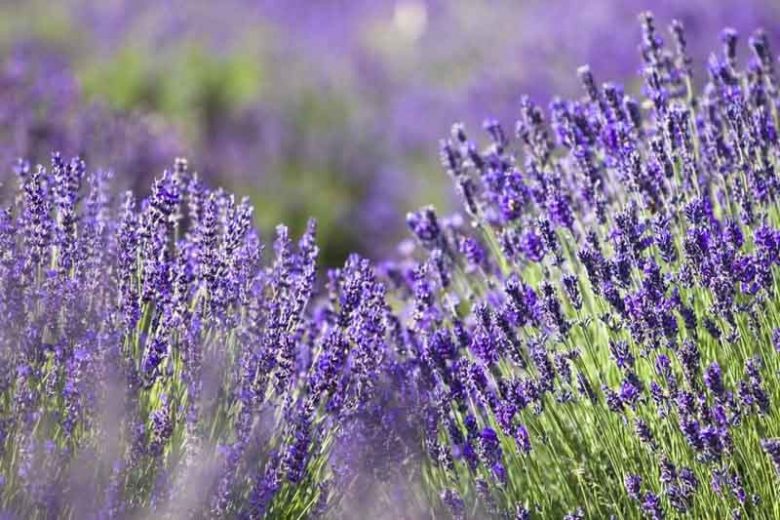 most fragrant lavenders, strongly scented lavenders, English Lavender, Lavandin, lavandula angustifolia, lavandula x intermedia, fragrant lavenders