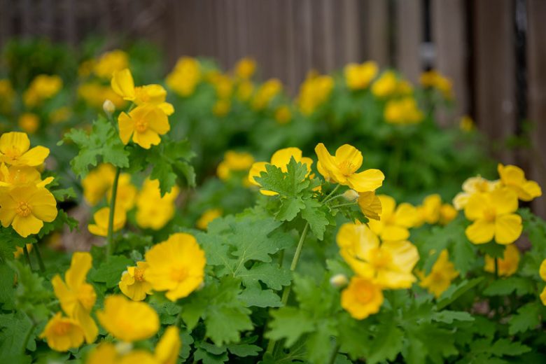 Stylophorum diphyllum, Celandine Poppy, Yellow Wood Poppy, Yellow Flowers, Yellow Perennials
