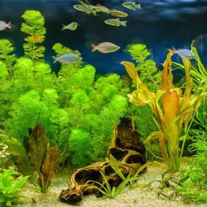 Submerged Aquatic Pond Plants, bacopa,cabomba, Coon's Tail, Eleocharis, Elodea, Waterweed, Ludwigia, Myriophyllum, Pondweed, Potamogeton, Ranunculus, White Waer Crowfoot, Vallisneria