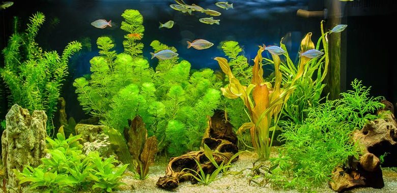 Submerged Aquatic Pond Plants, bacopa,cabomba, Coon's Tail, Eleocharis, Elodea, Waterweed, Ludwigia, Myriophyllum, Pondweed, Potamogeton, Ranunculus, White Waer Crowfoot, Vallisneria