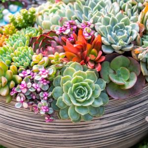 Succulents, Succulent Plants, Succulent, Types of Succulents, Succulent Garden, Succulent plant