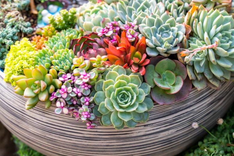 Succulents, Succulent Plants, Succulent, Types of Succulents, Succulent Garden, Succulent plant