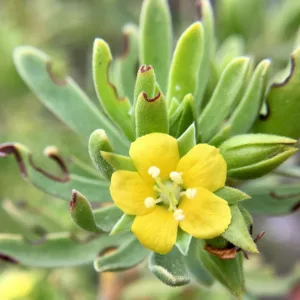 Suriana maritima, Bay Cedar, Bay-Cedar, Florida Native Shrub, Evergreen Shrub,