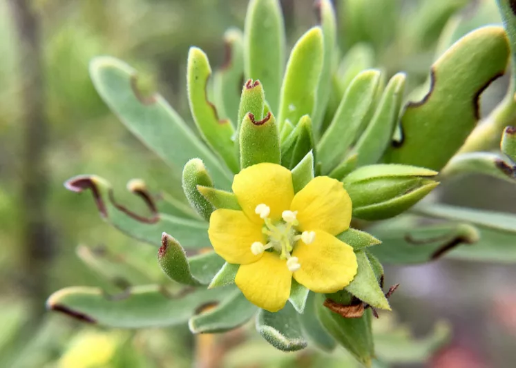 Suriana maritima, Bay Cedar, Bay-Cedar, Florida Native Shrub, Evergreen Shrub,