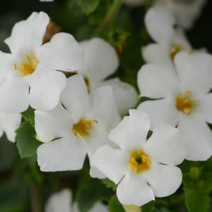 Sutera cordata MegaCopa™ White, Bacopa MegaCopa White, Mounding Bacopa, Trailing Bacopa, White Bacopa, White Flowers