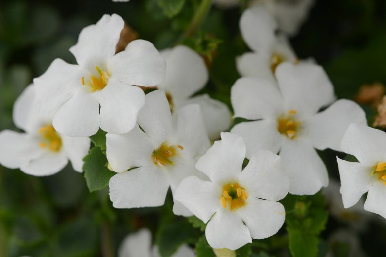 Sutera cordata MegaCopa™ White, Bacopa MegaCopa White, Mounding Bacopa, Trailing Bacopa, White Bacopa, White Flowers