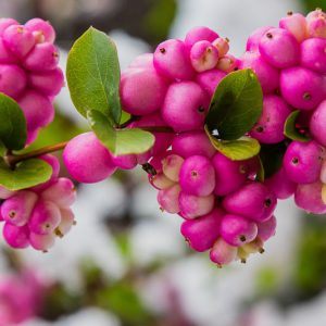 Symphoricarpos orbiculatus, Coralberry, Coral Berry, Indian Currant, Buckbrush, Pink berries, shrubs, fall color, shrub with berries