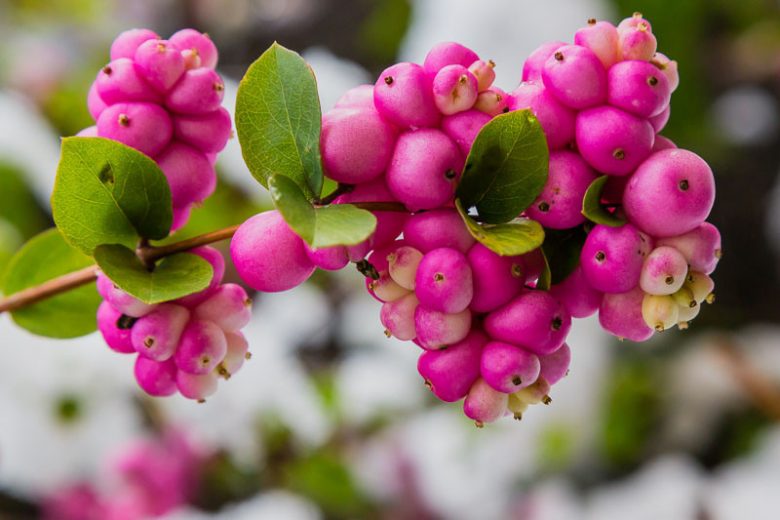 Symphoricarpos orbiculatus, Coralberry, Coral Berry, Indian Currant, Buckbrush, Pink berries, shrubs, fall color, shrub with berries
