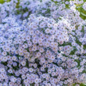 Symphyotrichum cordifolium, Blue Wood Aster, Heart-Leaf Aster, Aster cordifolius, Fall perennials, Fall Flowers, Lavender Asters, Blue Asters