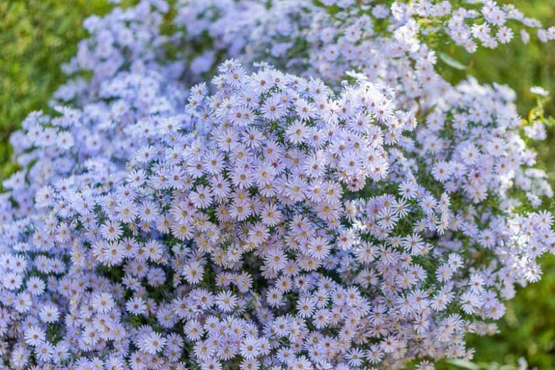 Symphyotrichum cordifolium, Blue Wood Aster, Heart-Leaf Aster, Aster cordifolius, Fall perennials, Fall Flowers, Lavender Asters, Blue Asters