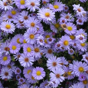 Symphyotrichum laeve, Smooth Blue Aster, Aster laevis, Fall perennials, Fall Flowers, Lavender Asters, Blue Asters
