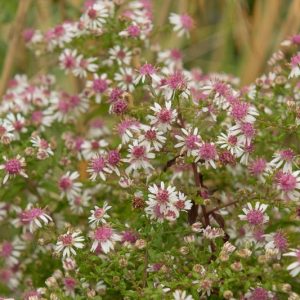 Symphyotrichum lateriflorum var. horizontale,Horizontal Calico Aster, Aster lateriflorus 'Horizontalis', Aster lateriflorus var. horizontalis, violet aster, lavender aster