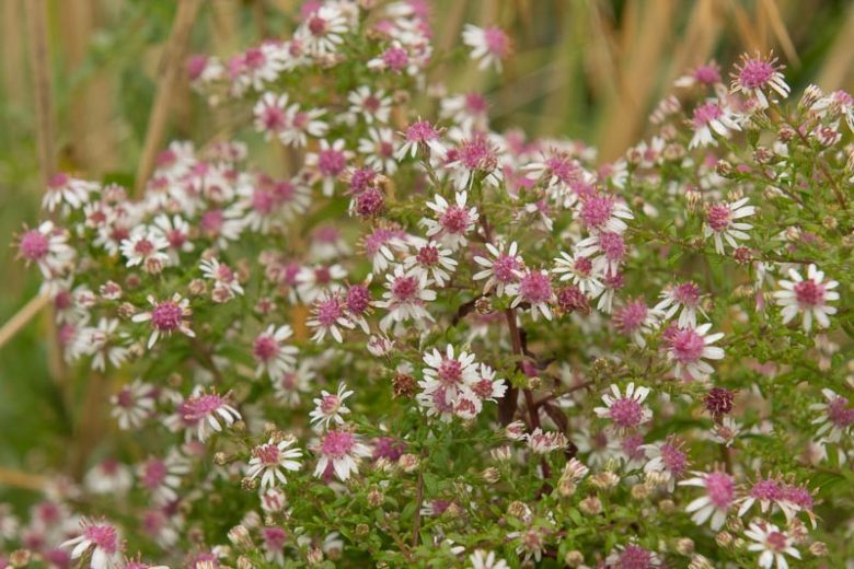 Symphyotrichum lateriflorum var. horizontale,Horizontal Calico Aster, Aster lateriflorus 'Horizontalis', Aster lateriflorus var. horizontalis, violet aster, lavender aster