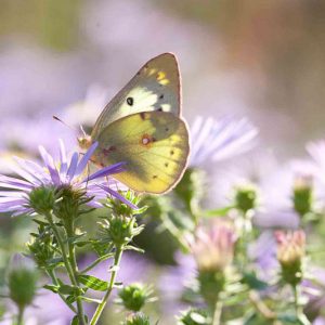Symphyotrichum oblongifolium 'Raydon’s Favorite',Aromatic Aster 'Raydon’s Favorite', Fall Aster 'Raydon’s Favorite', Aster obligonfolius 'Raydon’s Favorite'