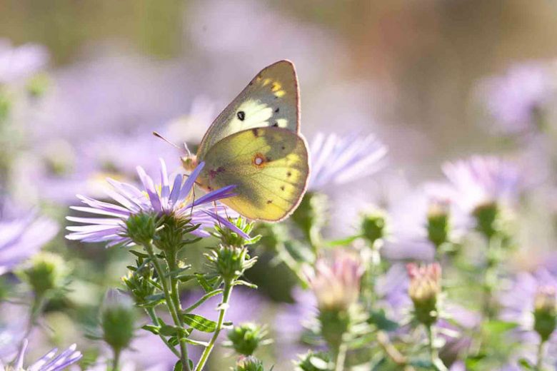 Symphyotrichum oblongifolium 'Raydon’s Favorite',Aromatic Aster 'Raydon’s Favorite', Fall Aster 'Raydon’s Favorite', Aster obligonfolius 'Raydon’s Favorite'