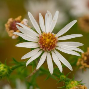 Symphyotrichum pilosum, Hairy White Oldfield Aster, Aster pilosus, Fall perennials, Fall Flowers, White Asters
