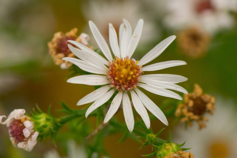 Symphyotrichum pilosum, Hairy White Oldfield Aster, Aster pilosus, Fall perennials, Fall Flowers, White Asters
