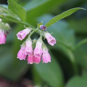 Symphytum 'Rubrum', Red Comfrey, Symphytum rubrum, Red Flowers, Pink Flowers