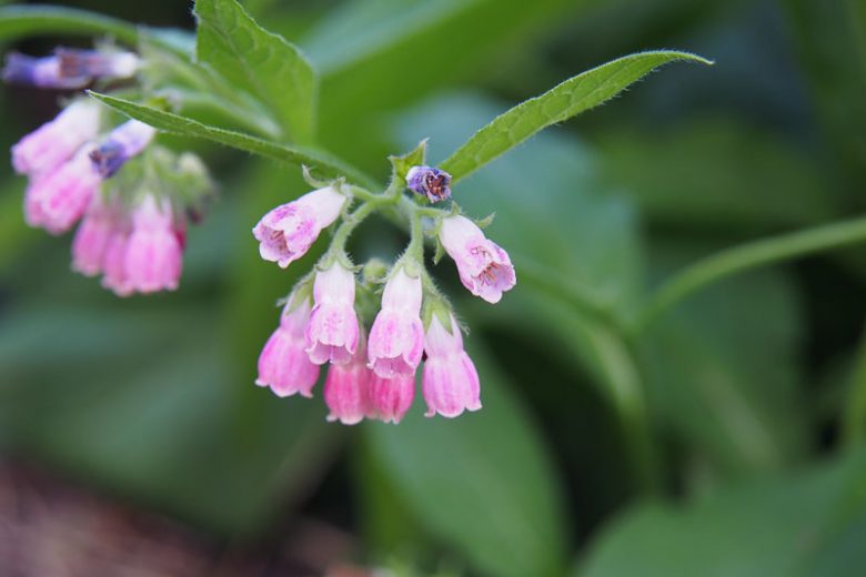 Symphytum 'Rubrum', Red Comfrey, Symphytum rubrum, Red Flowers, Pink Flowers