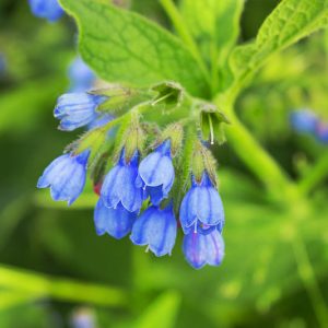 Symphytum caucasicum, Caucasian Comfrey, Beinwell, Blue Comfrey, Blue Flowers